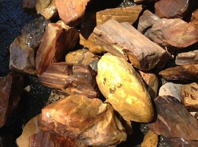 Petrified Wood Natural Rough Gemstone Specimen