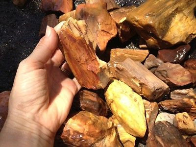 Petrified Wood Natural Rough Gemstone Specimen