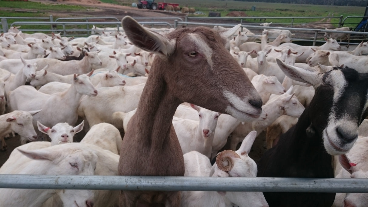 Goats Milk Powder