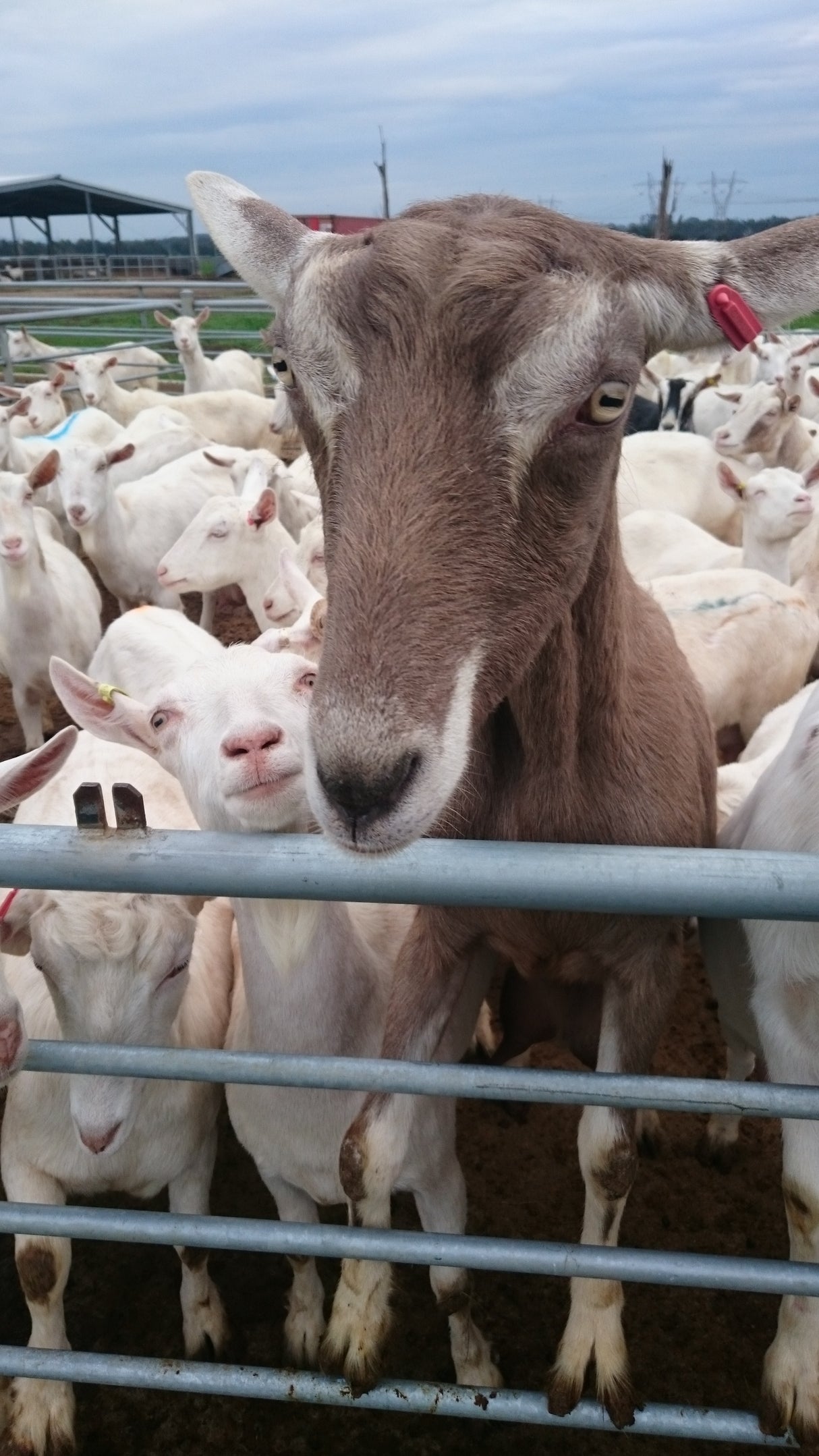 Goats Milk Powder