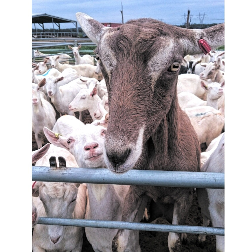 Castile Liquid GOATS MILK Soap Base Ready To Use (SLS / Palm Free)