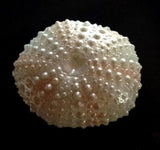 Sea Urchin (Small) Silicone Mould