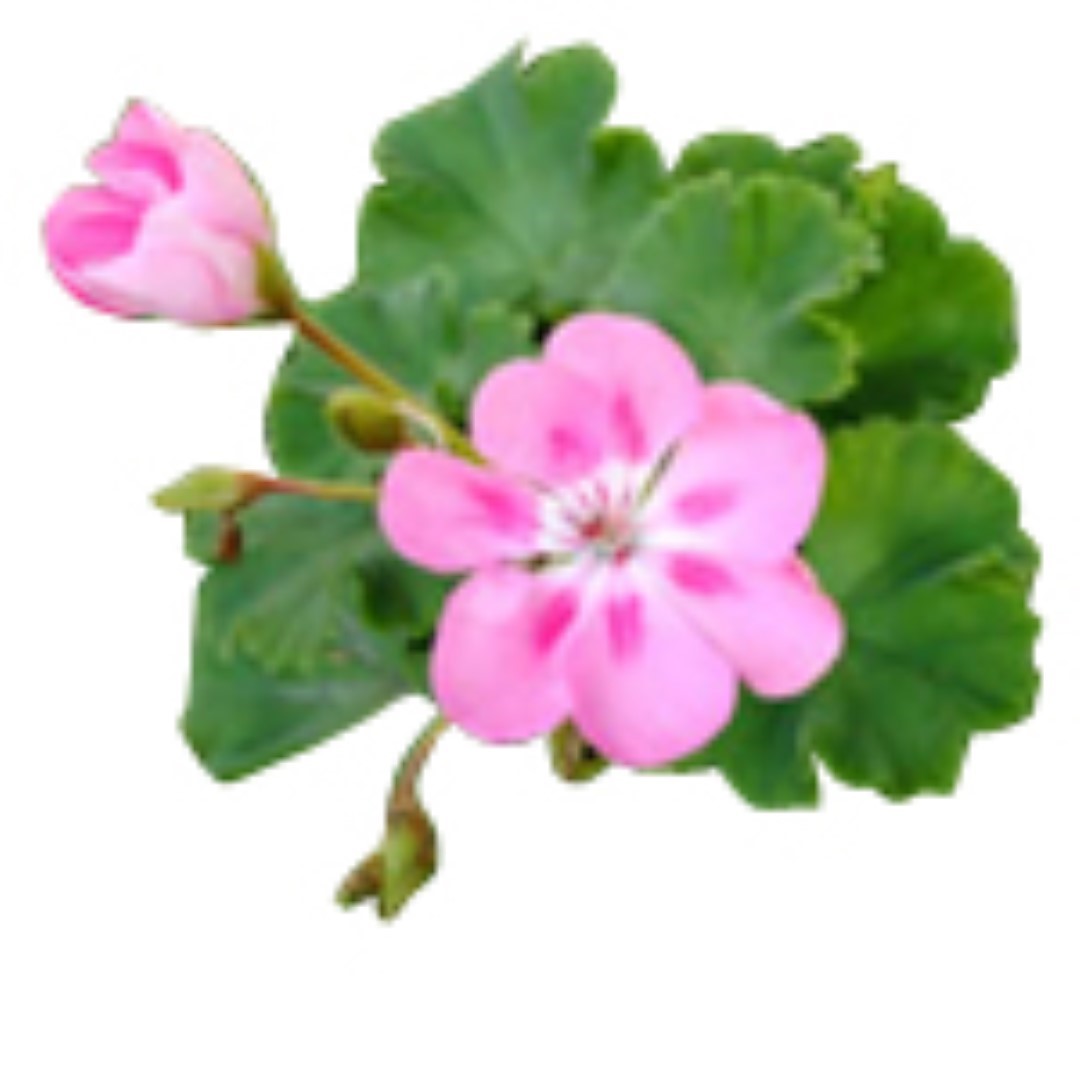 Rose Geranium Fragrant Oil