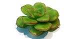 Cactus Succulent Silicone Mould