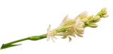 Tuberose Fragrant Oil