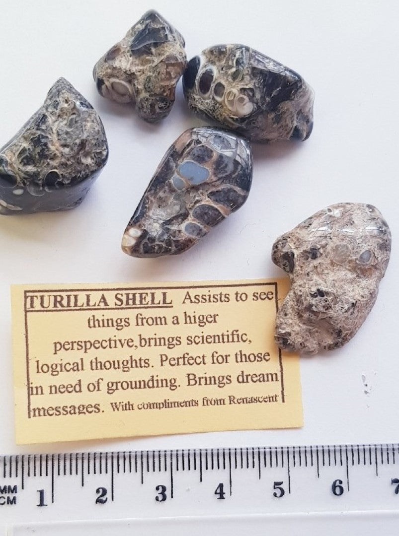 Turilla Shell Fossil Tumbled Polished Gemstone Specimen