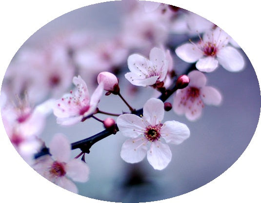 Cherry Blossom Fragrant Oil