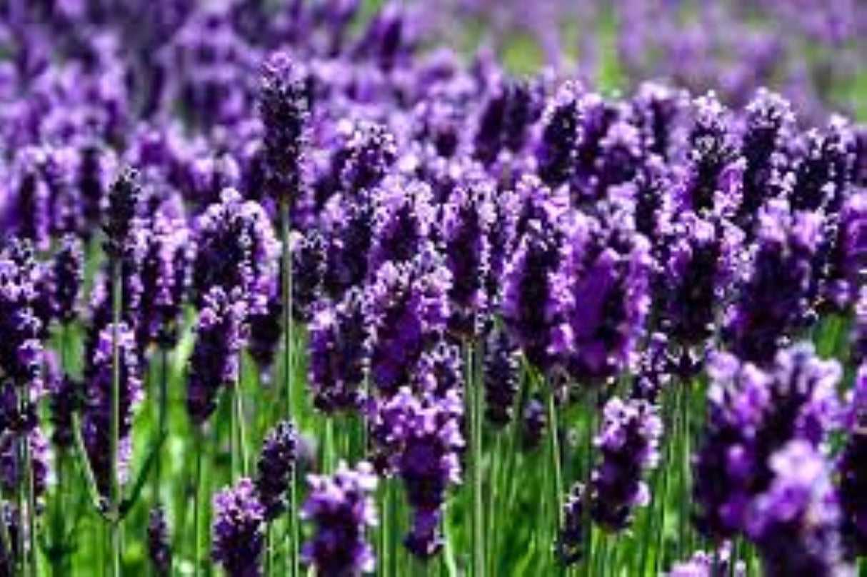 Lavender Flower Buds Dried