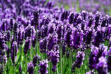 Lavender Flower Buds Dried