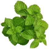 Spearmint Flavour (Oil Based)